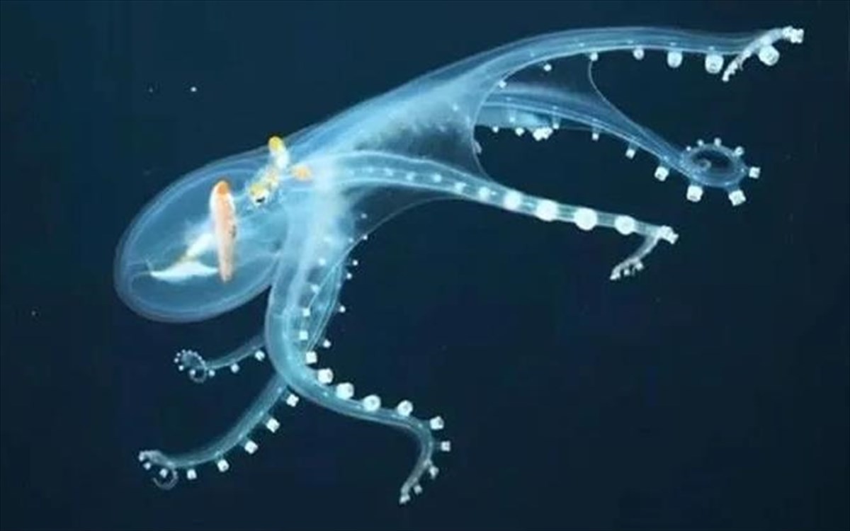 Glass Octopus with transparent skin caught on camera