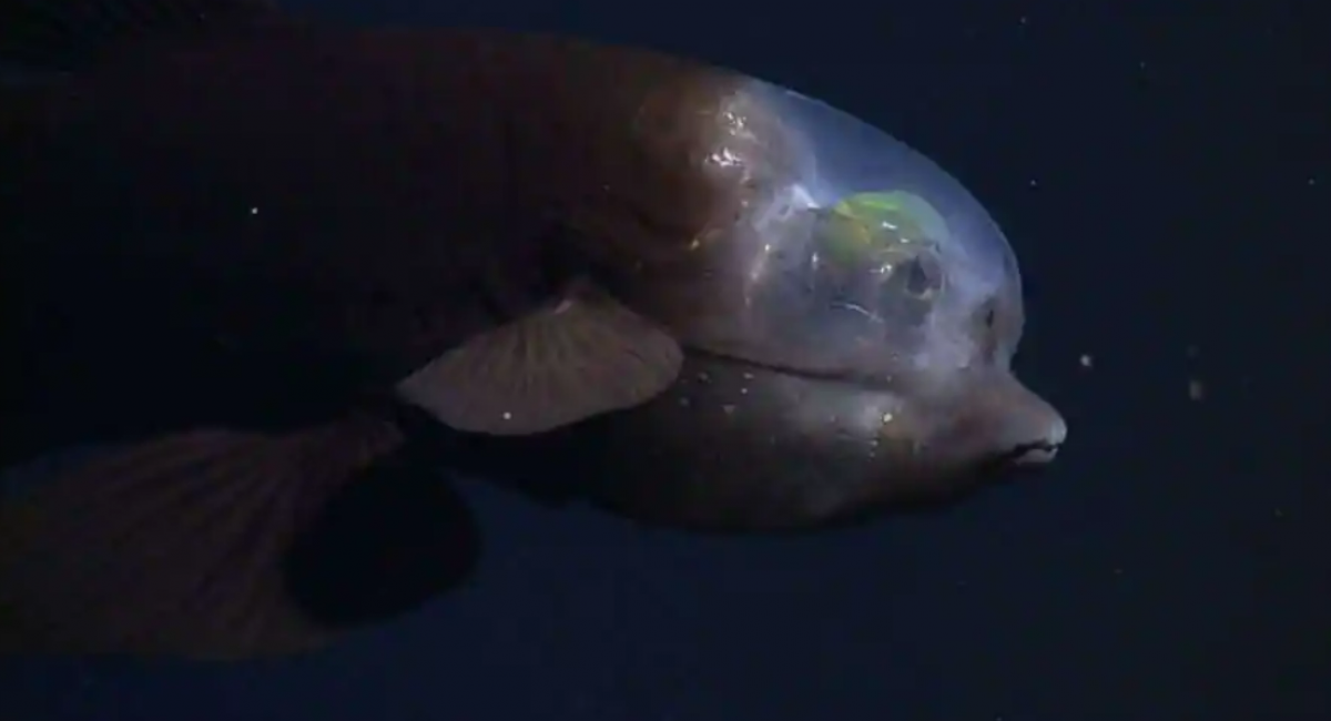 Bizarre fish with transparent head and tubular eyes spotted