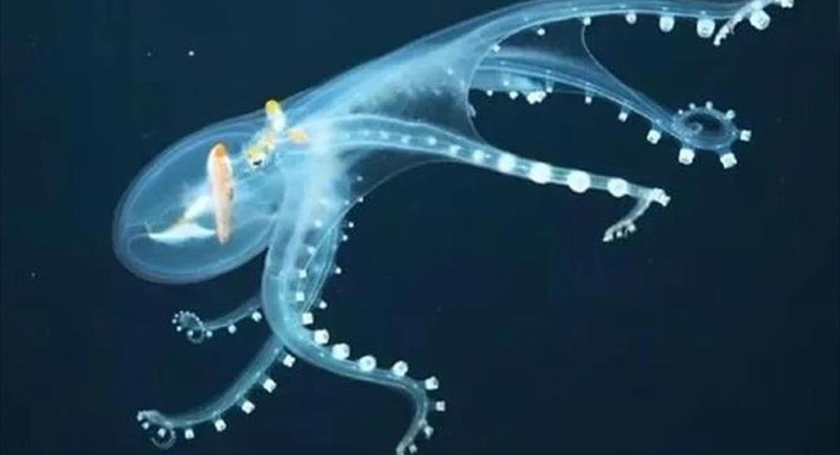 Glass Octopus with transparent skin caught on camera