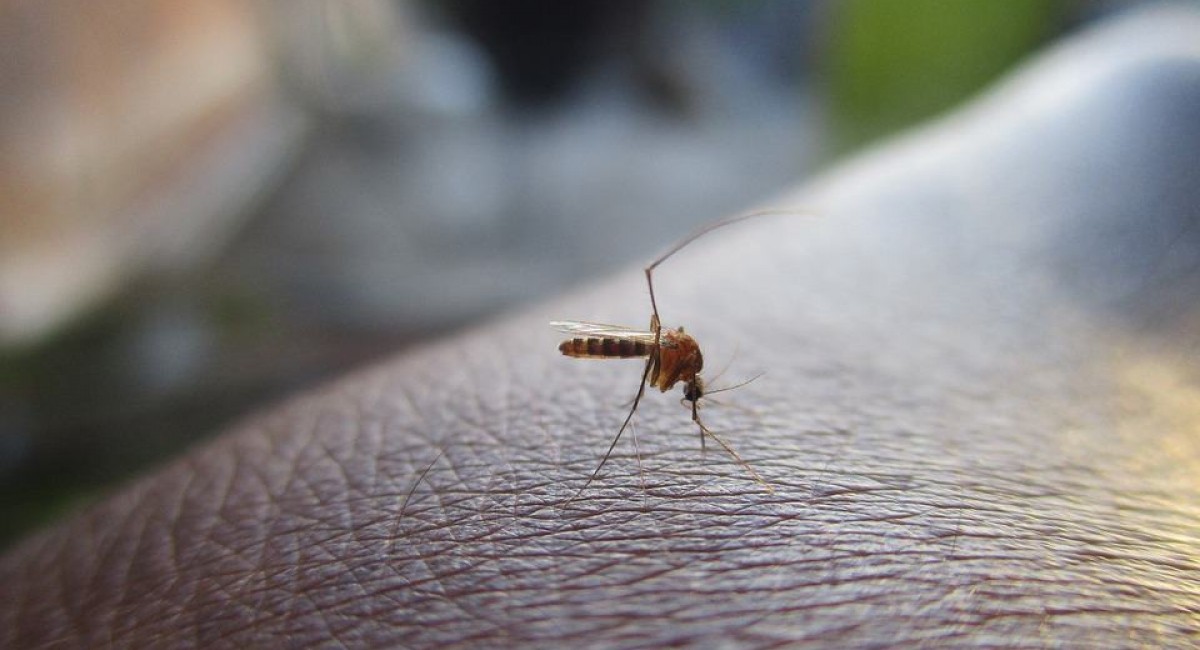 US will release 2 billion genetically modified mosquitoes in Florida and California
